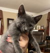 adoptable Cat in Rockaway, NJ named Munchkin KITTEN