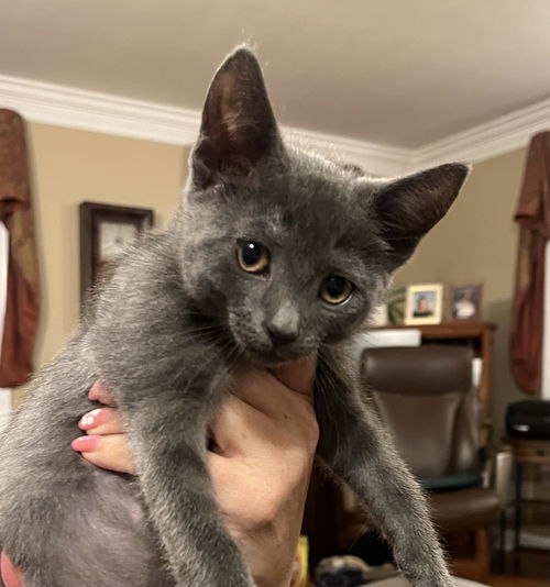 Munchkin KITTEN