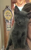 Munchkin KITTEN