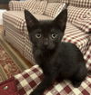 adoptable Cat in Rockaway, NJ named Minnie KITTEN