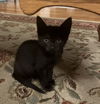 adoptable Cat in Rockaway, NJ named Peanut KITTEN