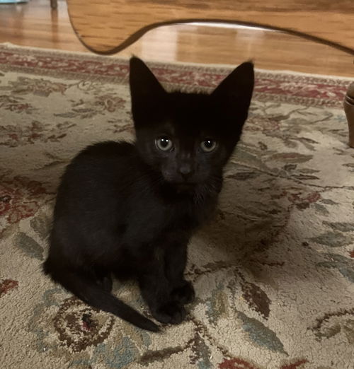Peanut KITTEN