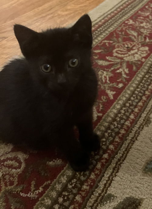 Smalls KITTEN