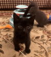 adoptable Cat in Rockaway, NJ named Tiny KITTEN