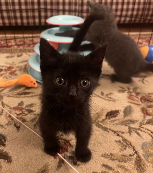 Tiny KITTEN