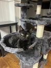 adoptable Cat in Rockaway, NJ named Thunder KITTEN