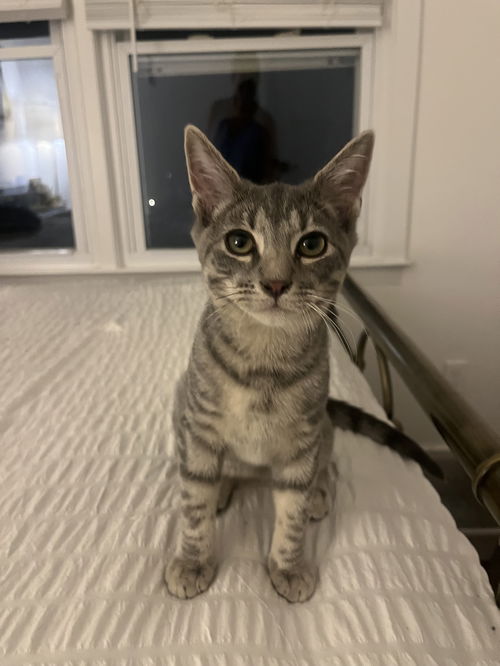 Cotton KITTEN