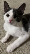 adoptable Cat in Rockaway, NJ named Charlie KITTEN