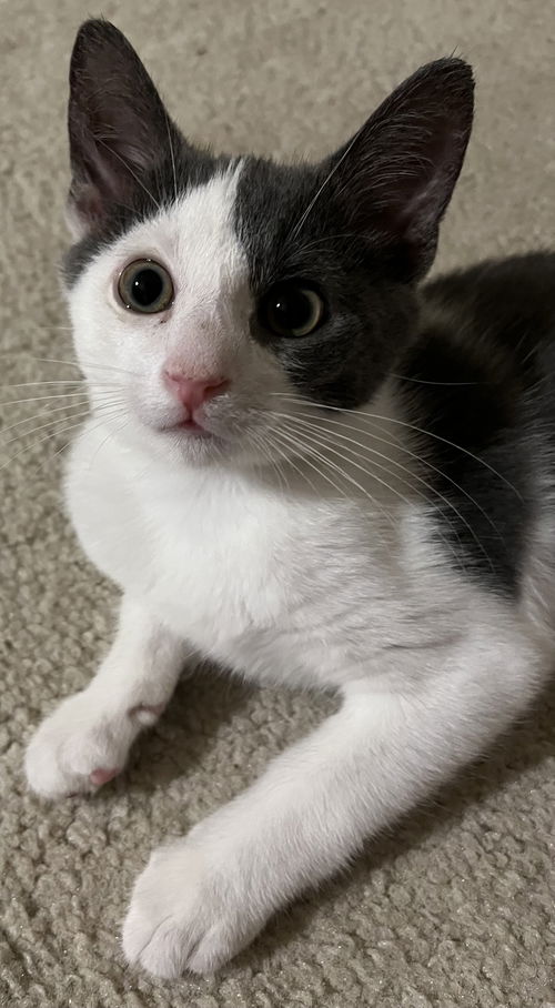 Charlie KITTEN