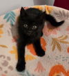 adoptable Cat in Rockaway, NJ named Chrysanthemum
