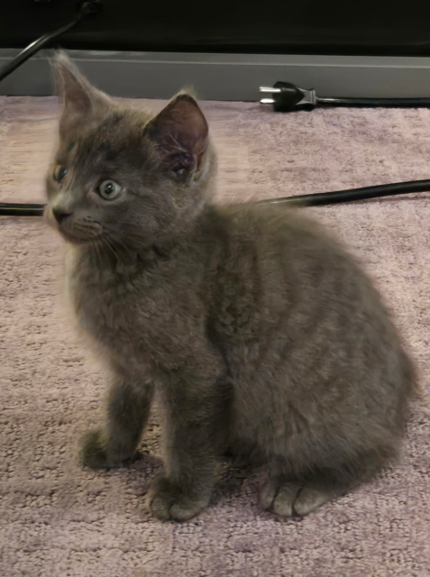 Chrysanthemum's Stormy KITTEN