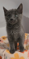 Chrysanthemum's Stormy KITTEN