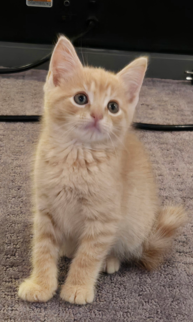 Chrysanthemum's Sunny KITTEN
