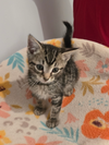 Chrysanthemum Twist KITTEN