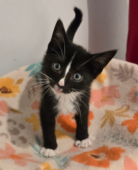 Chrysanthemum's Breeze KITTEN