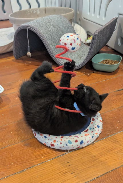 Azalea's Reed KITTEN