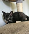 adoptable Cat in , NJ named Azalea