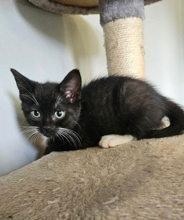 Azalea's Johnny KITTEN
