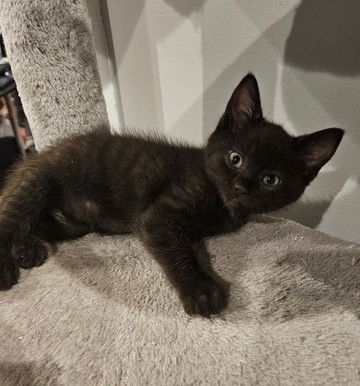 Azalea's Ben KITTEN