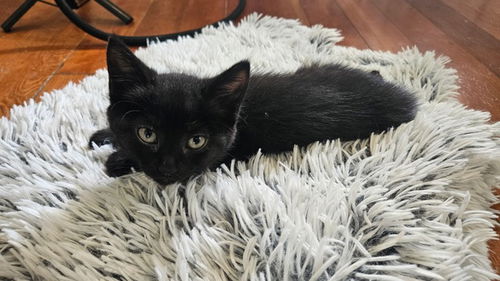 Azalea's Sue KITTEN