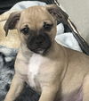 adoptable Dog in  named Ethel