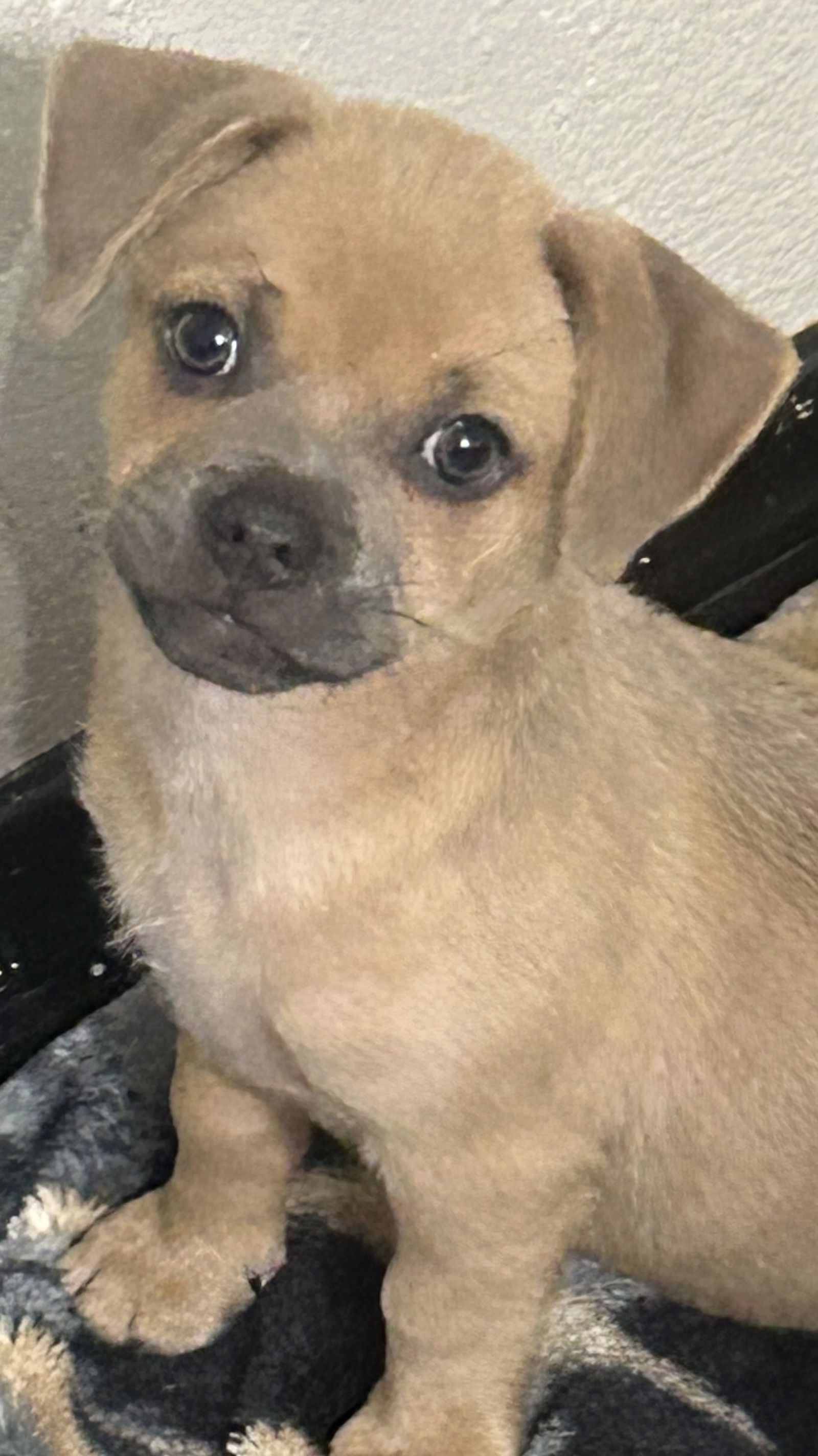 adoptable Dog in Rockaway, NJ named Ethel's Gary Lonestar