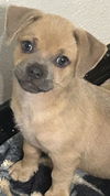 adoptable Dog in  named Ethel