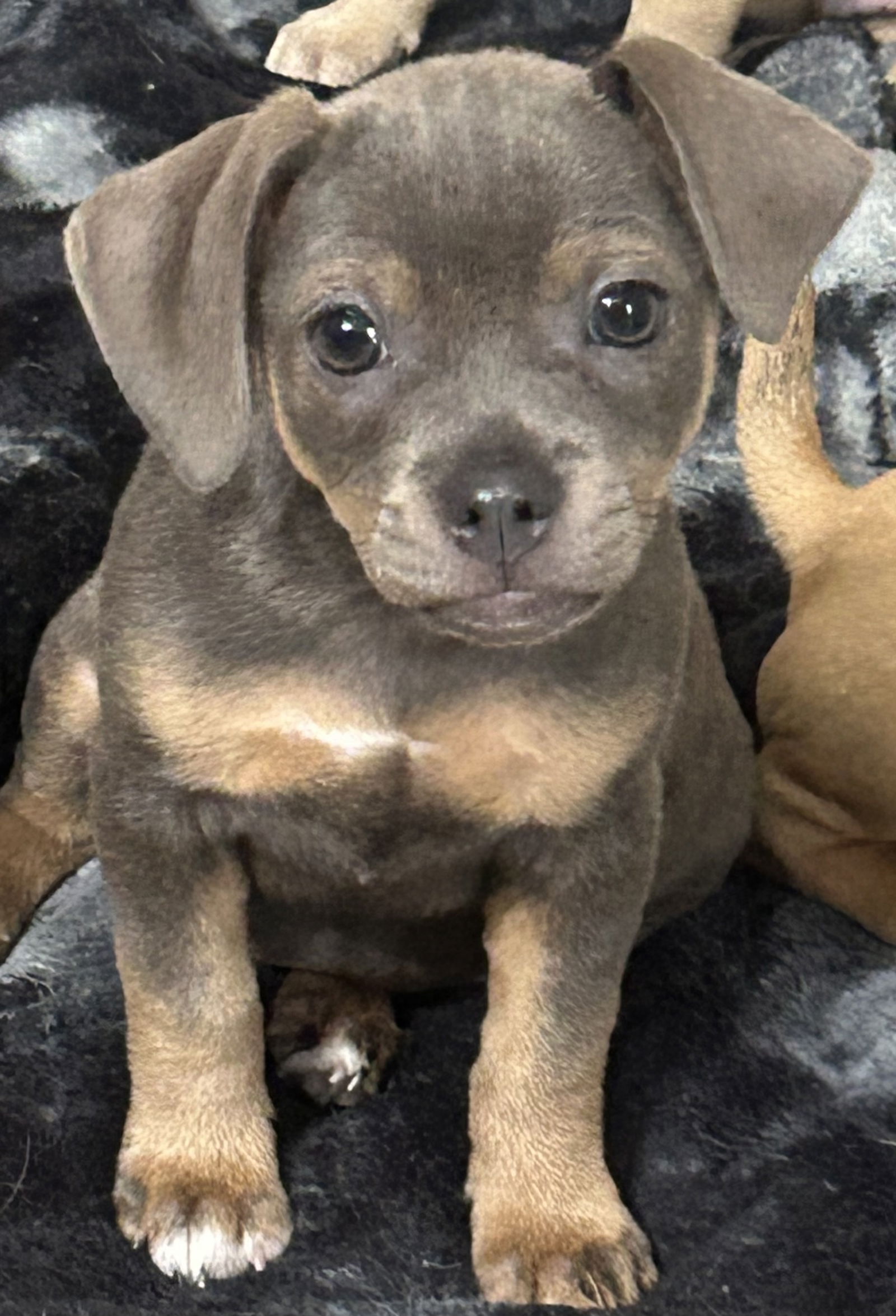 adoptable Dog in Rockaway, NJ named Ethel's Kathy Lonestar