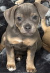 adoptable Dog in  named Ethel