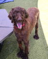 adoptable Dog in  named Lula Athens