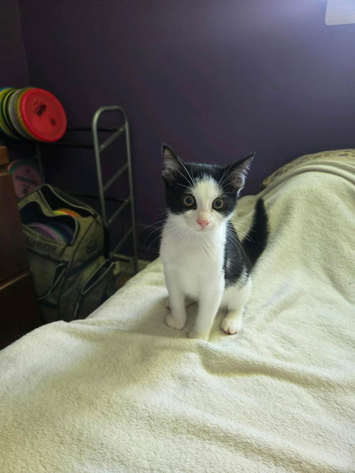 Rani KITTEN