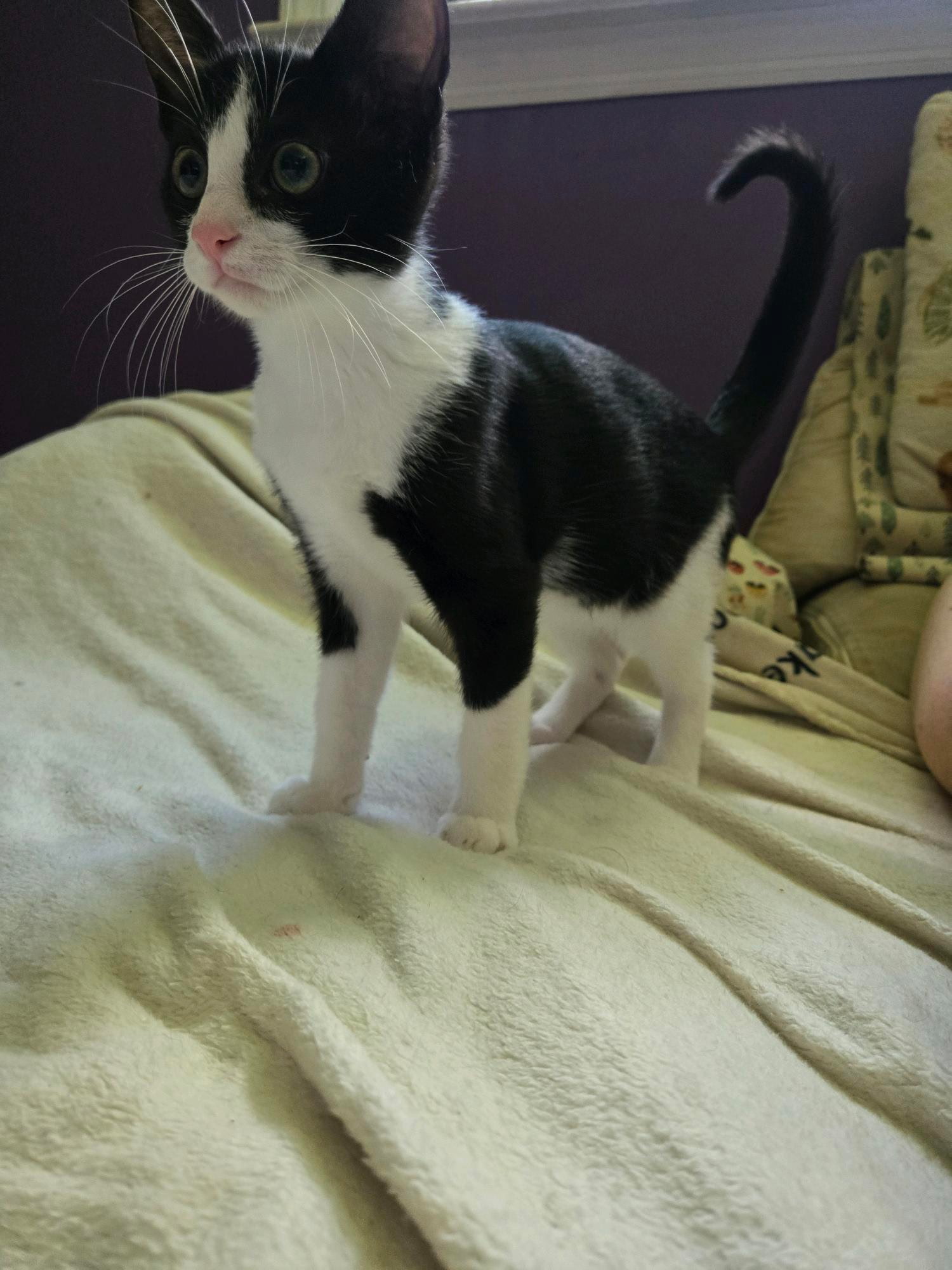 Kulfi KITTEN Image