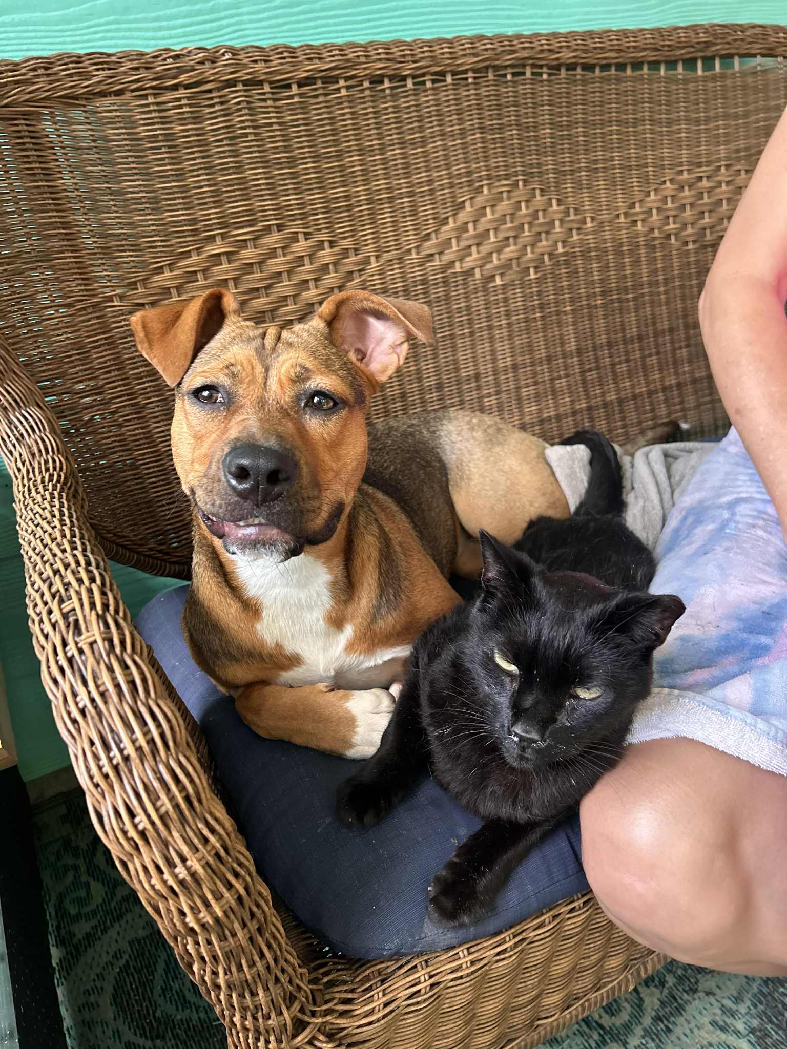adoptable Dog in Rockaway, NJ named Laurie Athens