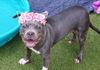 adoptable Dog in  named Cici Athens
