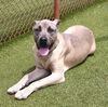 adoptable Dog in  named Ghost Athens