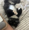 adoptable Cat in  named Fitz