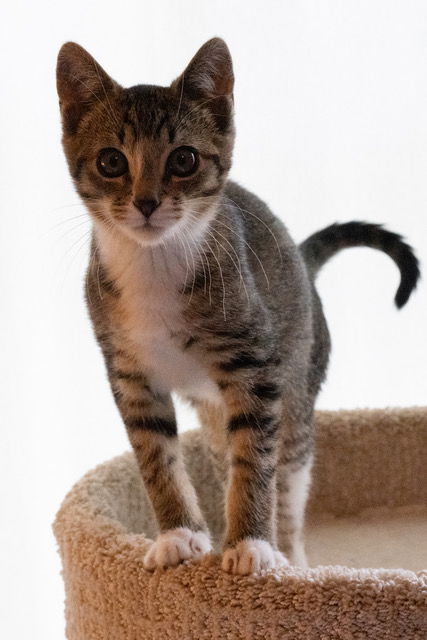 Bernie KITTEN