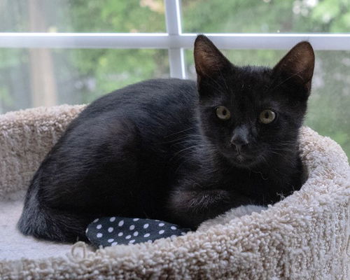 Ash KITTEN