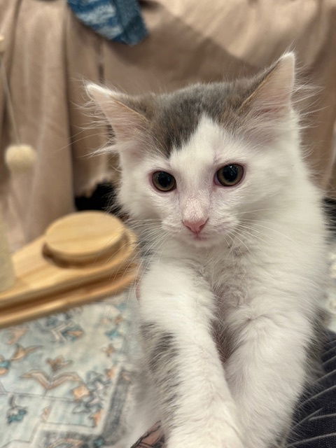 Maui KITTEN
