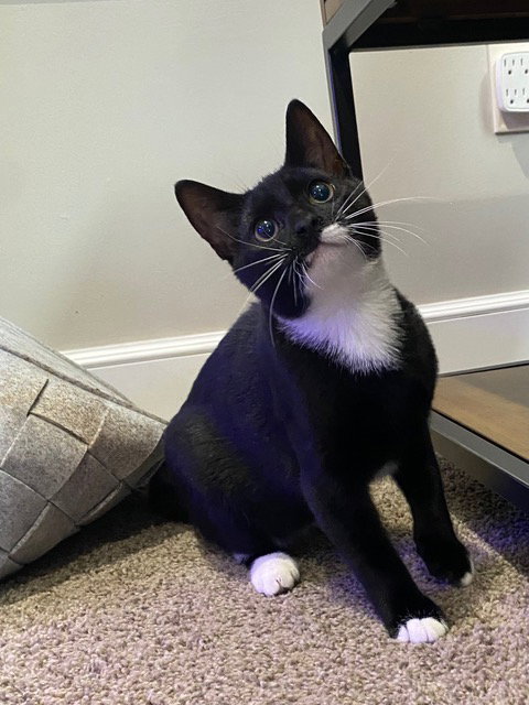 Percy Image
