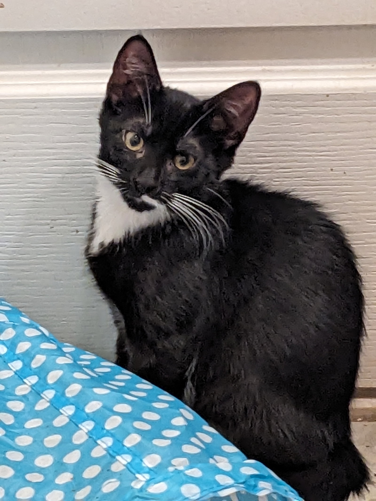 Asher KITTEN Image
