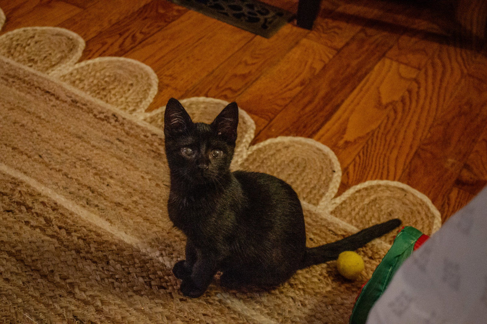 Moshi Image