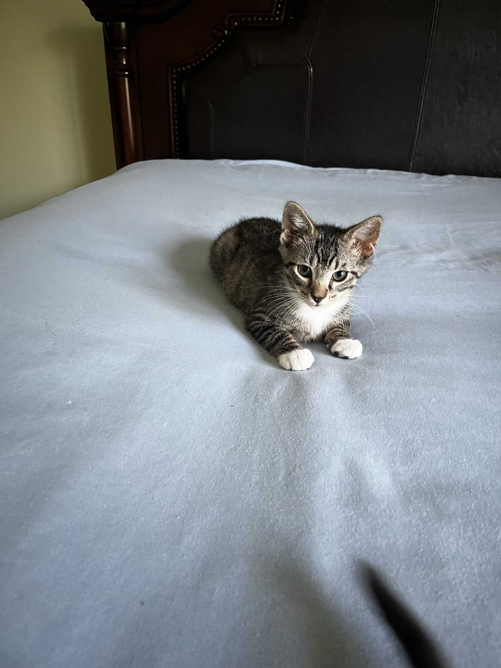 Archie KITTEN Image