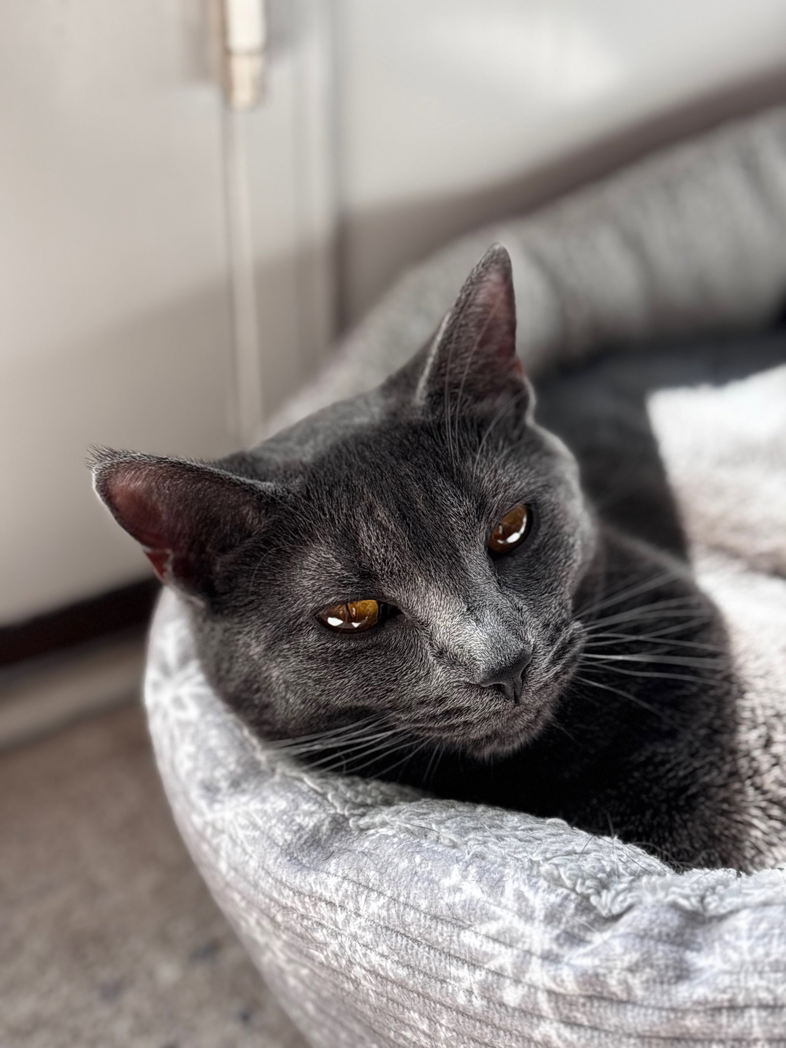 Misty, cat