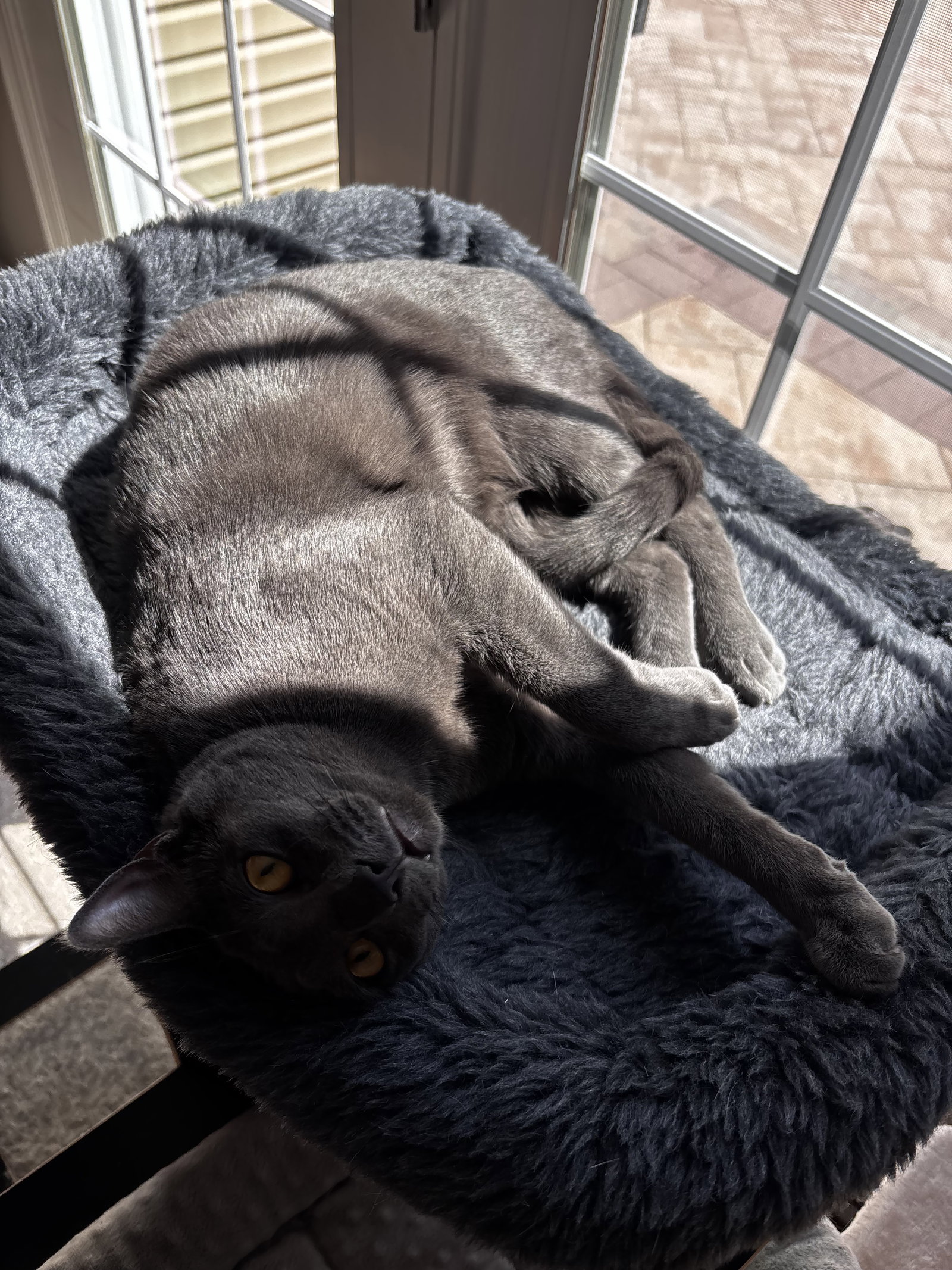 Dusty, cat