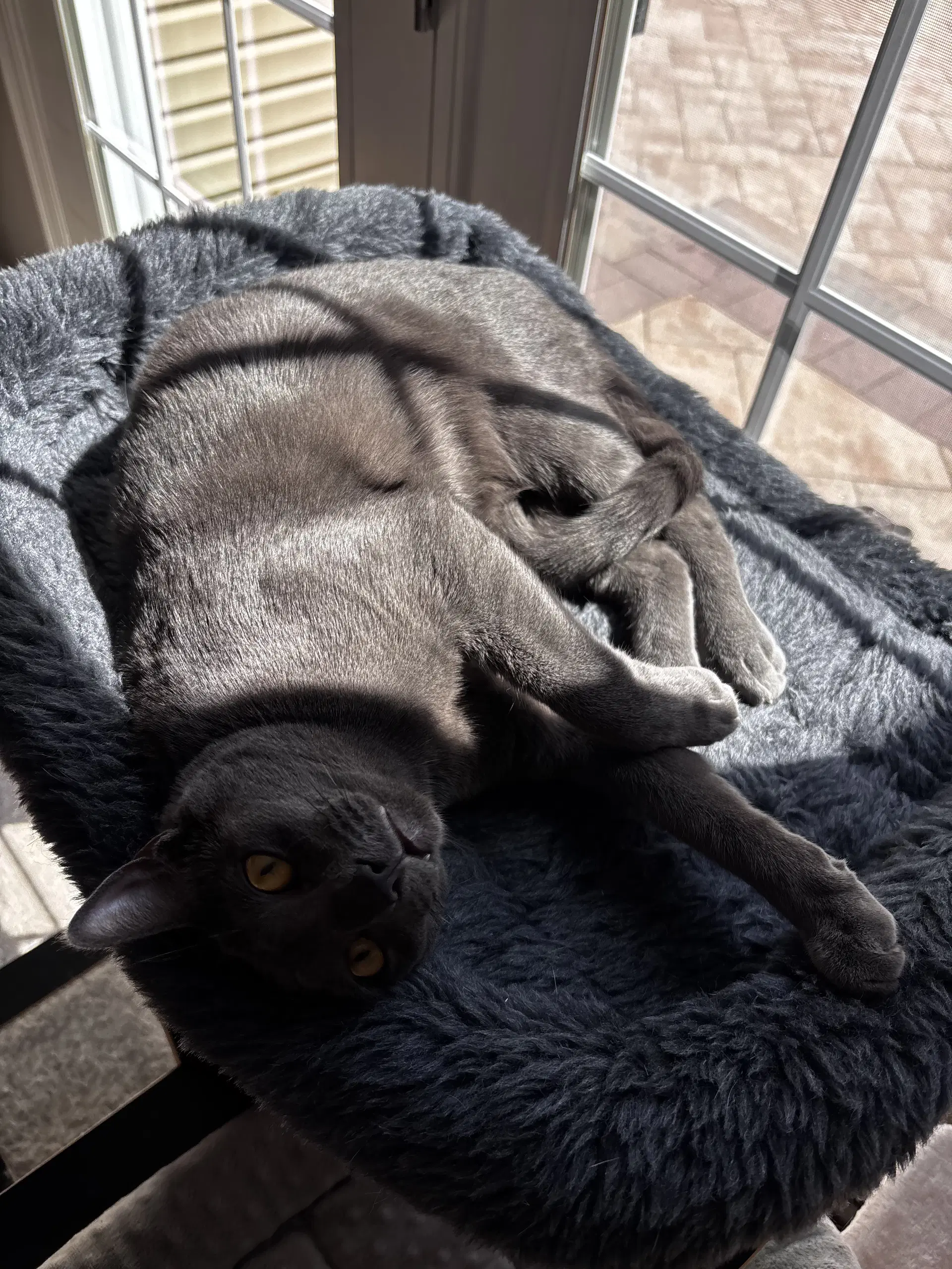 Dusty - Domestic Short Hair