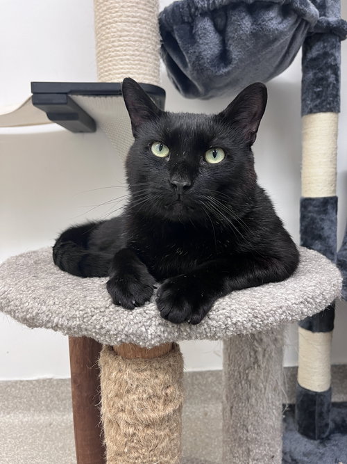 Oliver RM, Adult Domestic Short Hair (short coat), cat for adoption in New Rochelle, New York