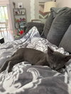 Squidward Quincy Tentacles KITTEN