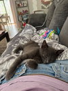 Squidward Quincy Tentacles KITTEN