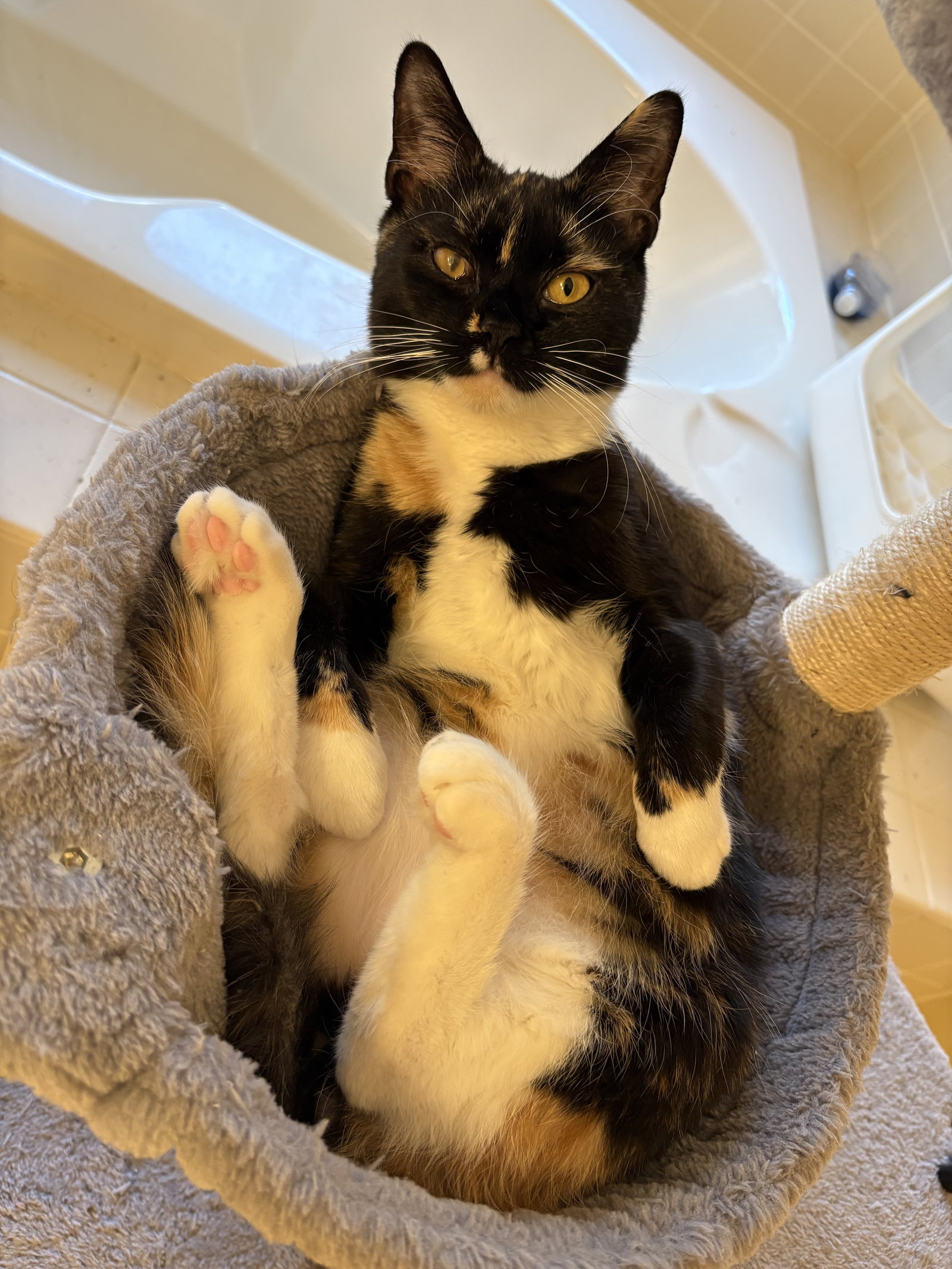 Magnolia's Ginny Image
